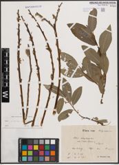 Foto von Salix cinerea L. x Salix viminalis L.